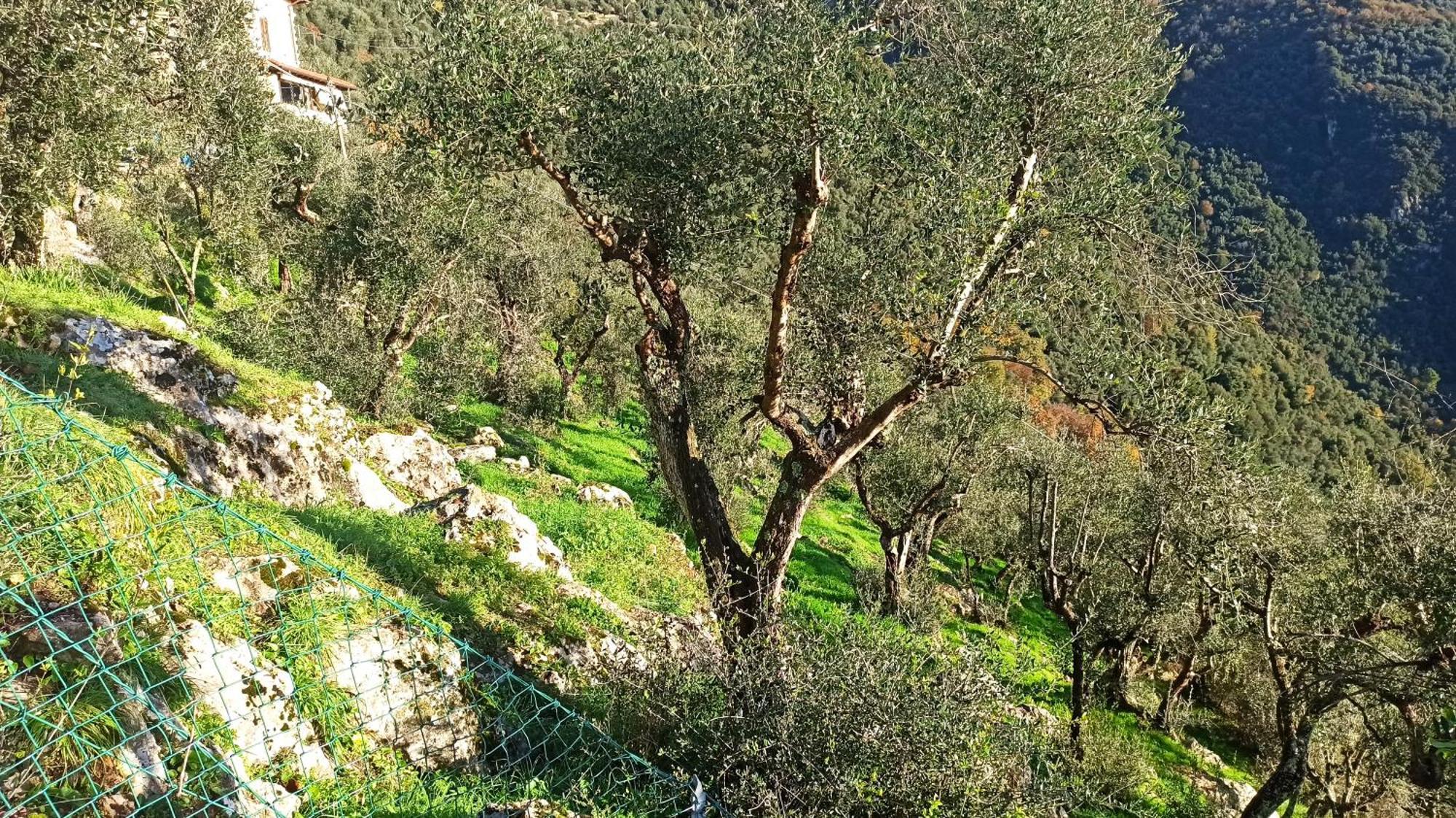 Casa Berti - Urlaub Im Olivenhain Camaiore Esterno foto